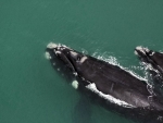 Projeto na Alesc pretende criar roteiro turístico da baleia franca