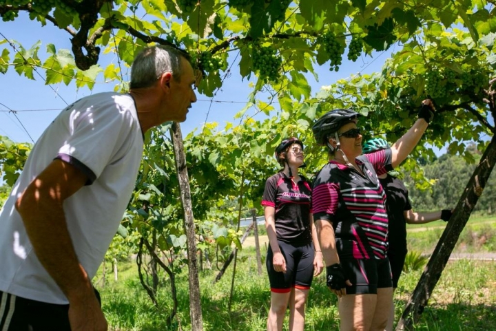 José Bottega acompanha ciclistas nas parreiras da propriedade situada em Modelo