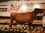 10ª Feagro tem início com a perspectiva de recorde mundial em exposição de gado