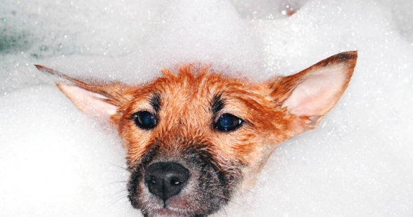 Agência ALESC | Projeto de lei exige monitoramento no serviço de tosa e  banho dos pet shops