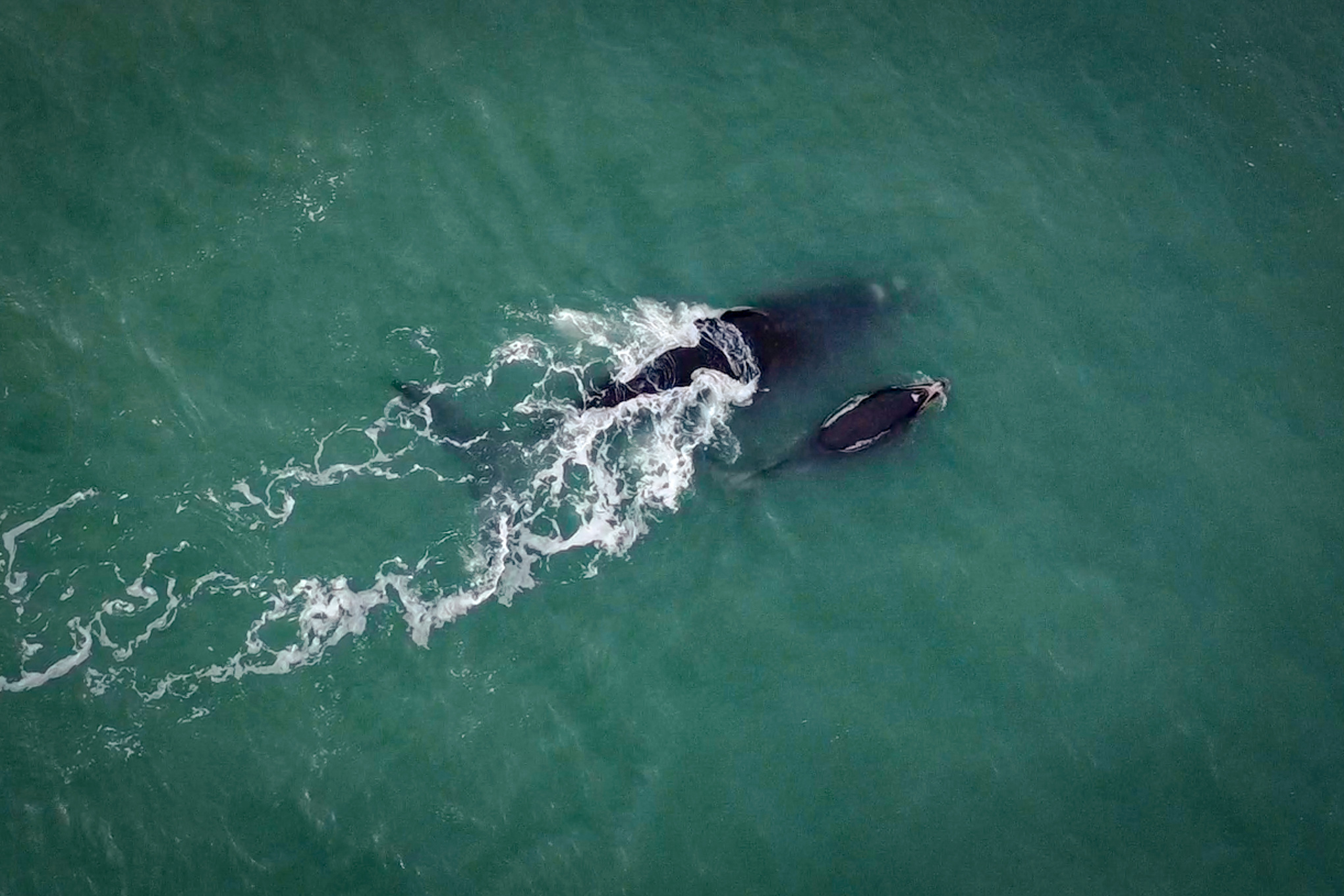 Baleias francas vêm ao litoral de Santa Catarina para ter os filhotes