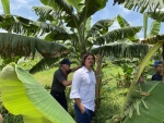 Marquito visita produtores de banana que usam pulverização aérea
