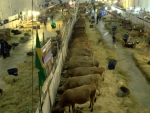 Feagro: produção de leite e de suínos projetam economia de Braço do Norte e região