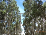 Manobra barra votação de projeto que limita plantio de árvores junto à rede elétrica