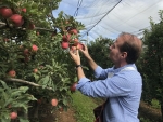 Deputado Gabriel Ribeiro participa da abertura da safra de maçã em Fraiburgo