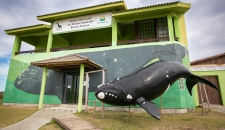 Instituto Australis, em Imbituba, atua na preservação das baleias-francas.