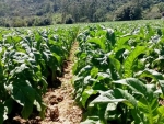 Comissão delibera audiência pública para debater classificação do tabaco em Santa Catarina