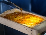 Alesc analisa PL que cria política estadual da apicultura e meliponicultura