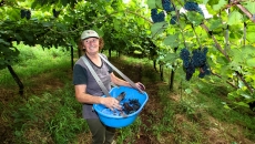 Dona Nair, 75 anos, ainda tem vitalidade para encarar a maratona de colher os cachos de uva nos parreirais da família