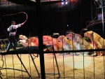 Santa Catarina proíbe uso de animais em espetáculos de circo