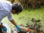 Lagoa Pequena tem mortandade de animais aquáticos