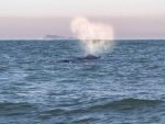 Lei institui roteiro turístico para observação de baleias no Sul de SC