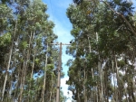 PL quer impor limites para plantio de árvores próximo a linhas de transmissão