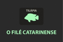 O peixe nosso de cada dia - Tilápia